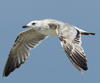 Larus armenicus